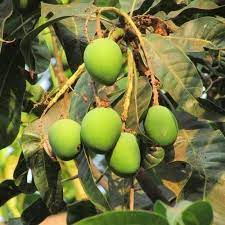 Langra Mango Fruit Plant Manufacturer & Supplier in India